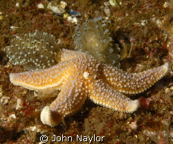 nudibranchs janolus cristata and starfish.St.Abbs marine ... by John Naylor 